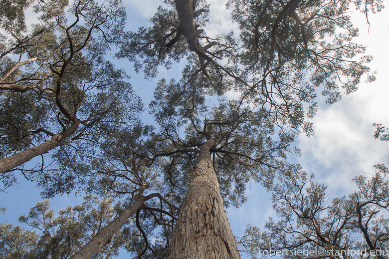 tall eucalyps